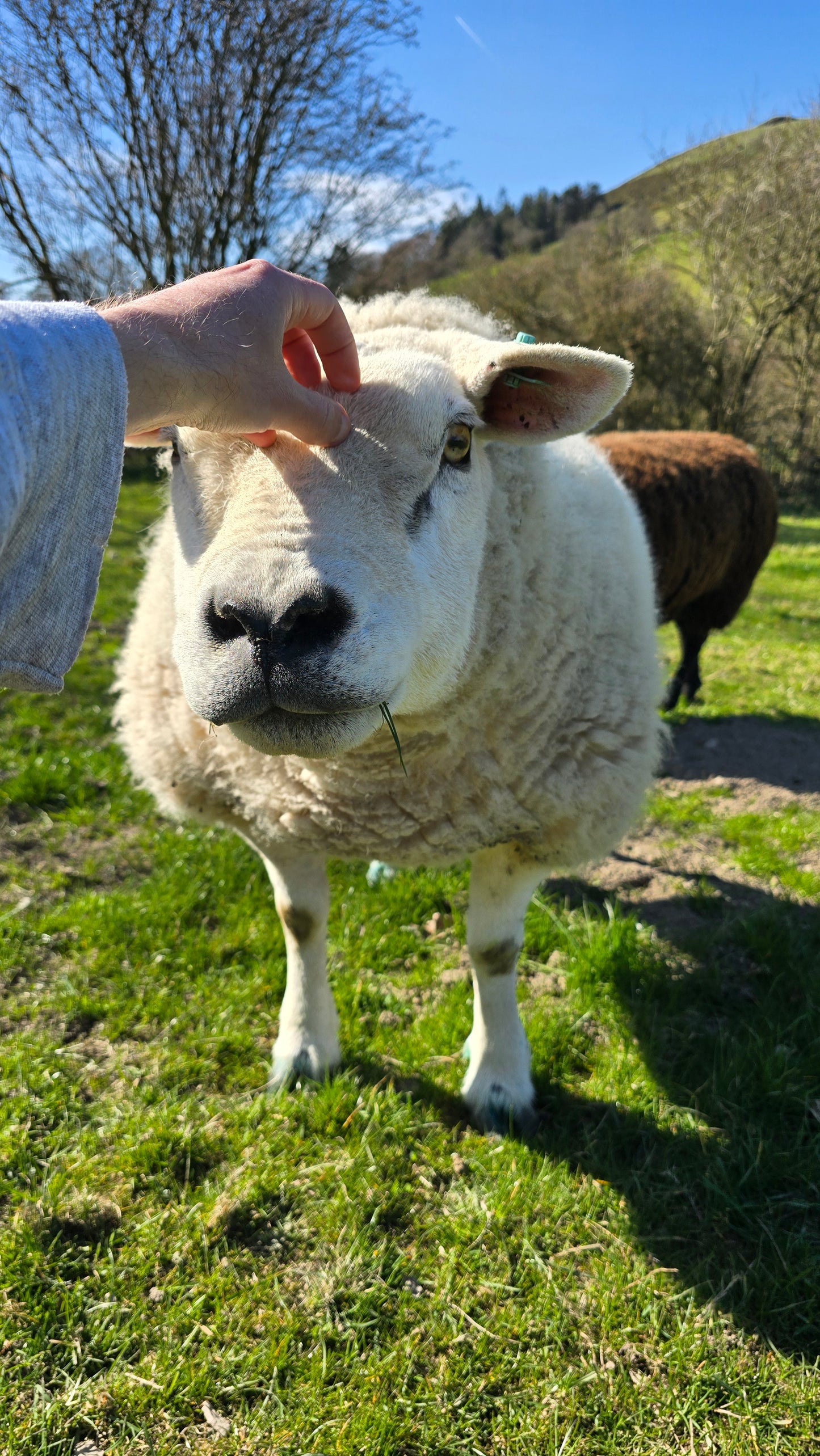 Scoured Texel wool - 100g