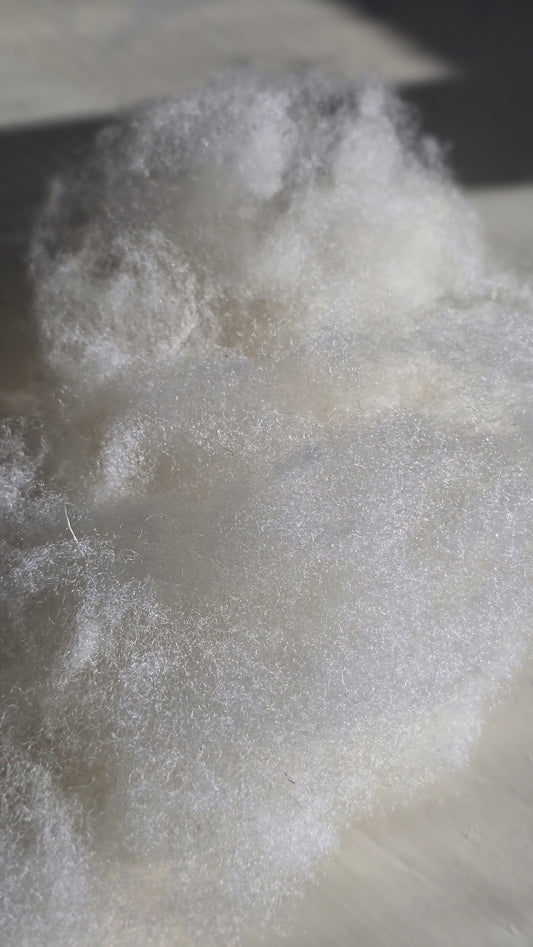 Scoured Texel wool - 100g