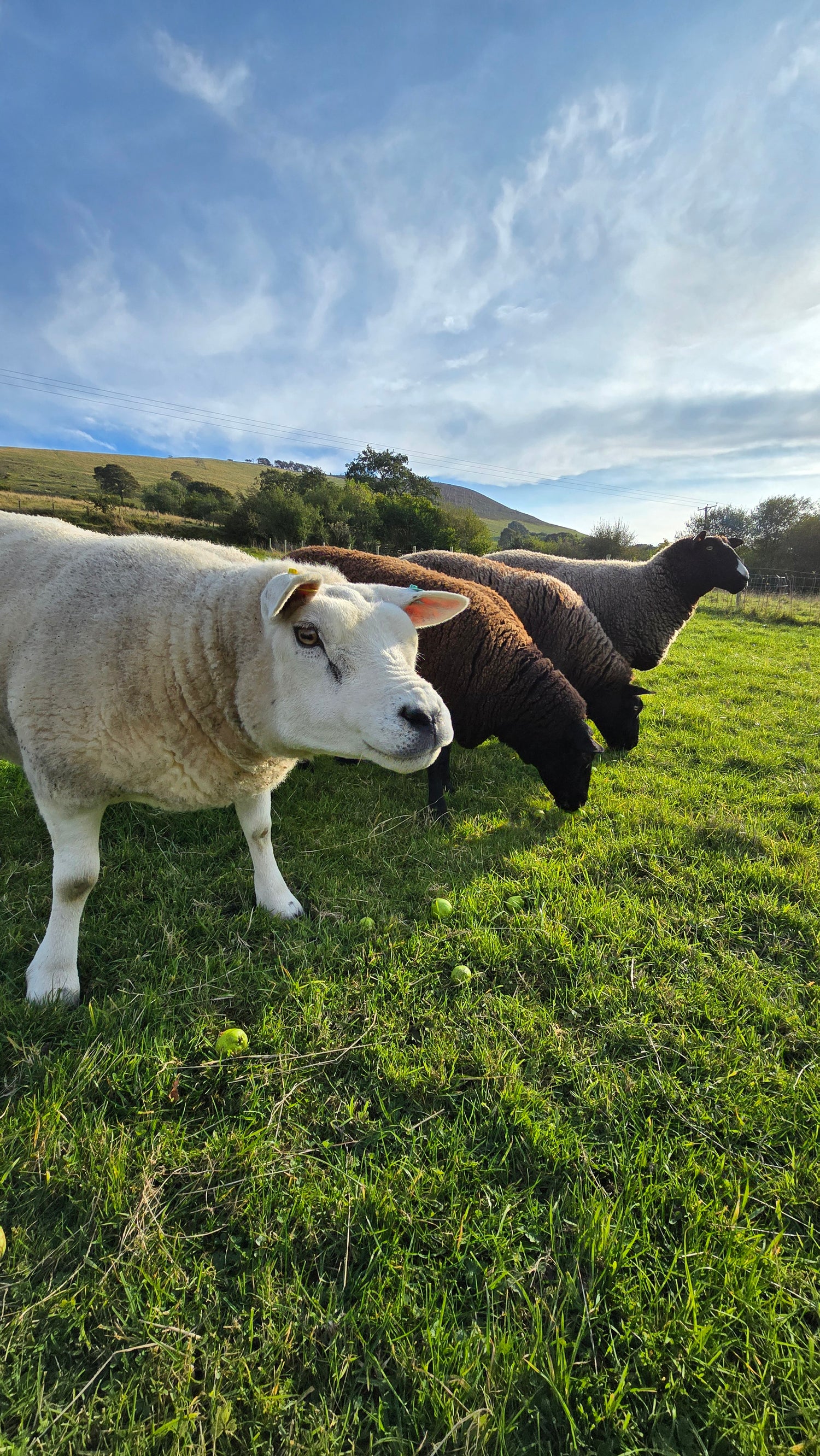 Skirted Raw Wool