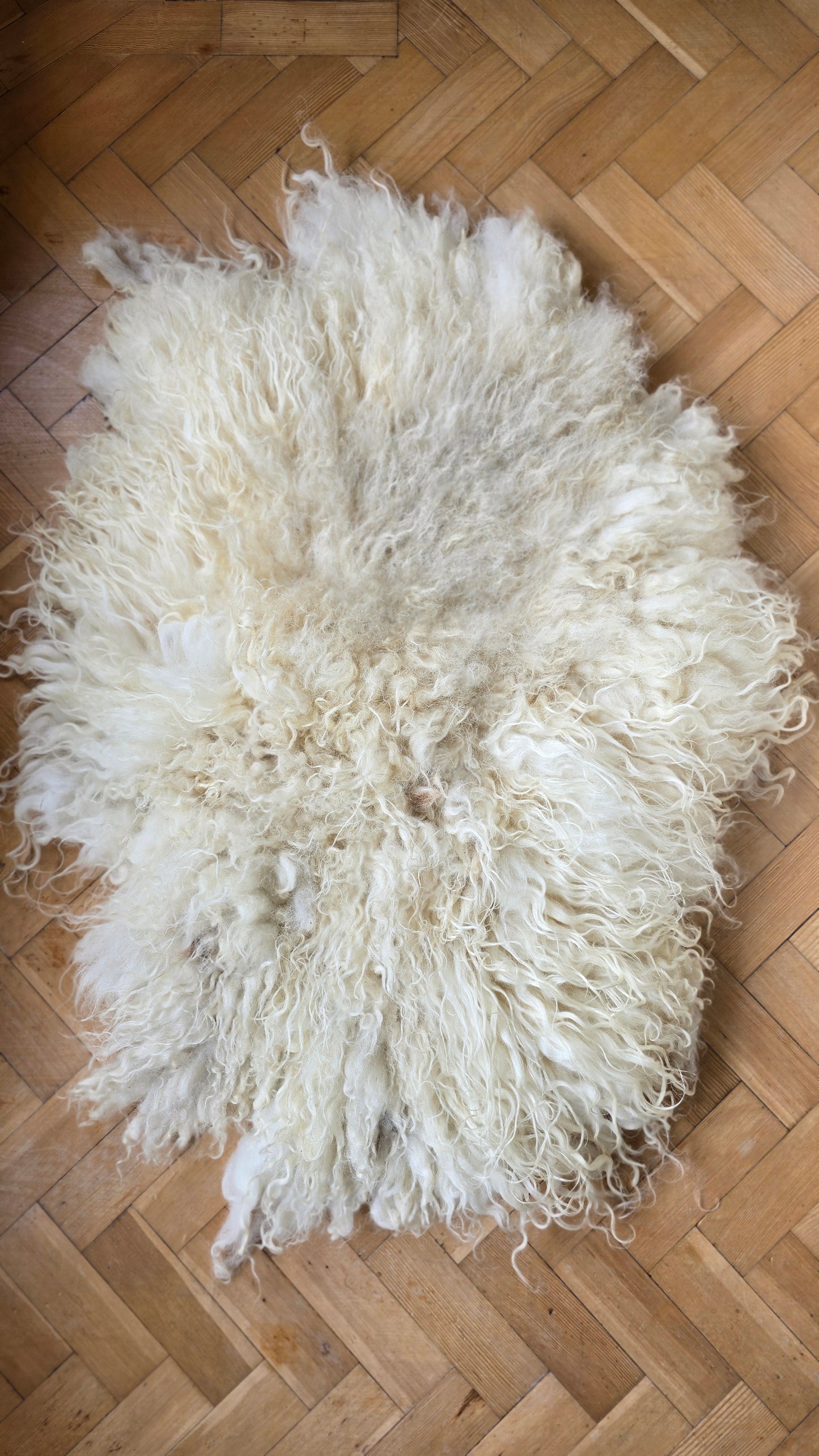 Dandelion - 2026